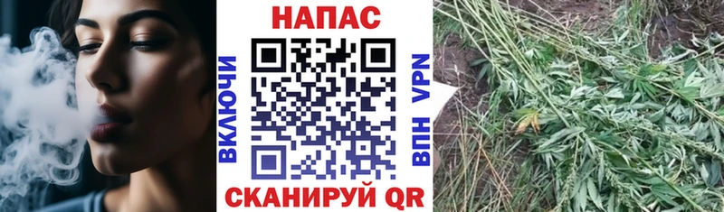 наркота  Шуя  Канабис Amnesia 